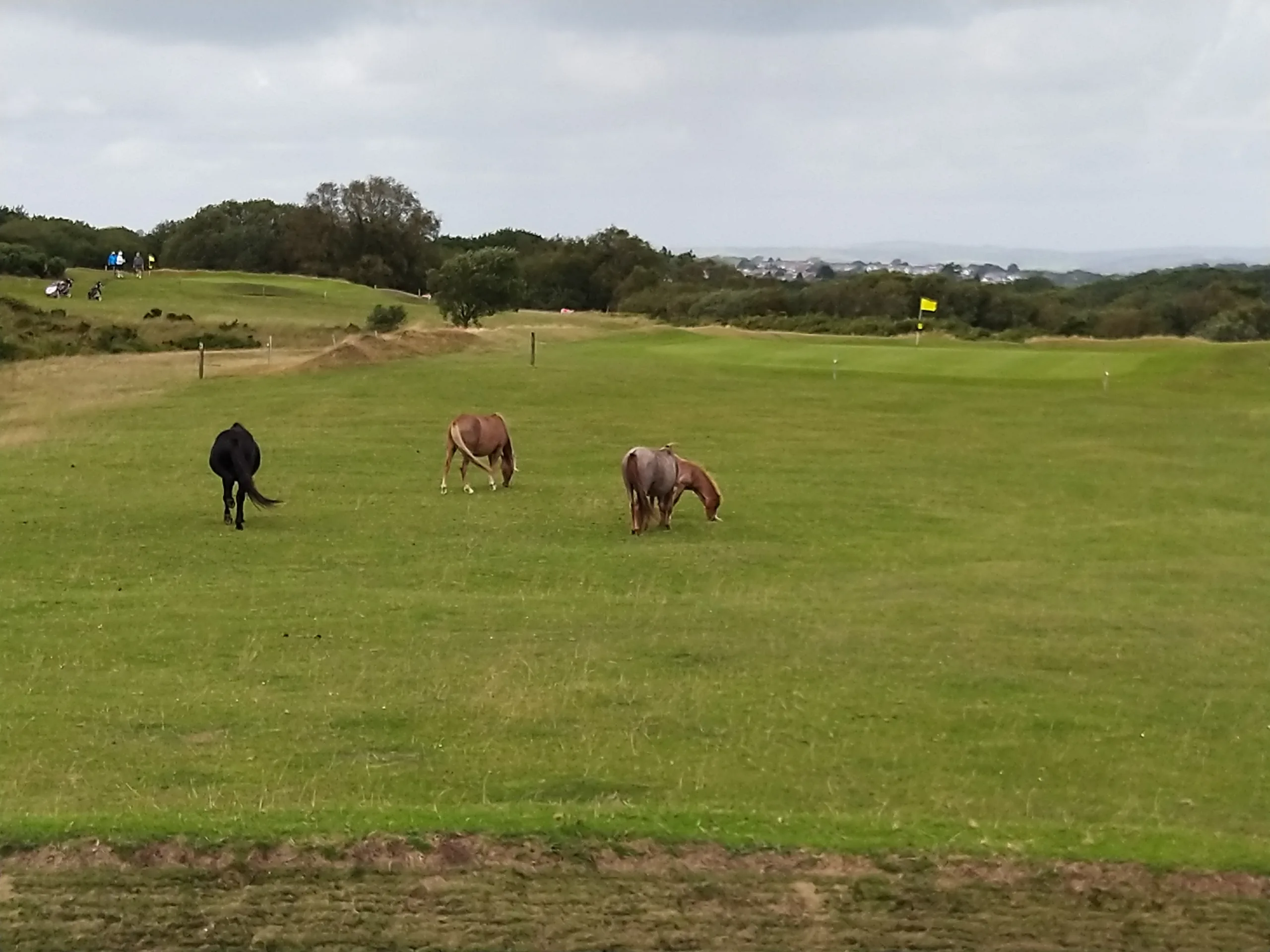 Clyne Golf Club – Public Golf Courses in Wales, United Kingdom