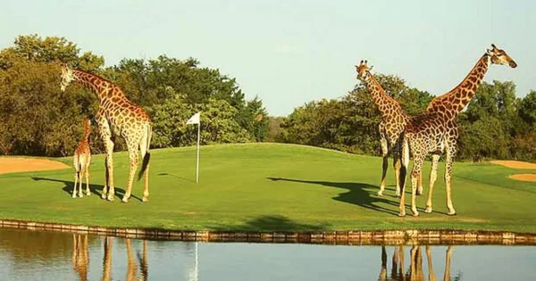 golf africa